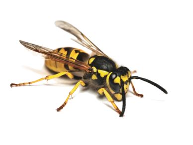 Allergie im Fokus: 13. Arbeitsgespräch Insektengiftallergie und Mastozytose, 4./5. April 2025, Frankfurt am Main