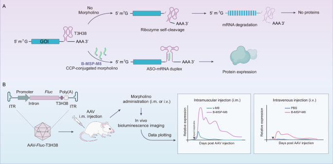 Improved induction of ribozyme-controlled AAV transgene via peptide-conjugated morpholino oligos