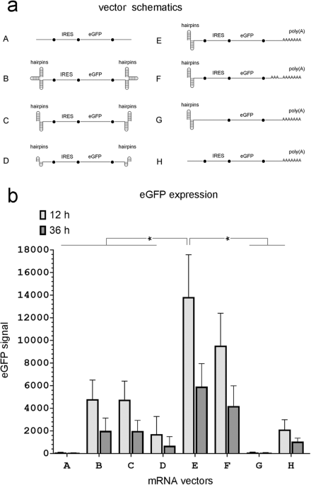 A capless hairpin-protected mRNA vaccine encoding the full-length Influenza A hemagglutinin protects mice against a lethal Influenza A infection