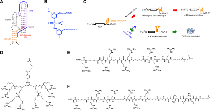 A peptide conjugate enables systemic injection of the morpholino inducer and more durable induction of T3H38 ribozyme-controlled AAV transgene in mice