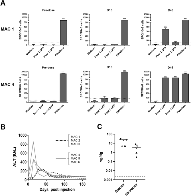 Incomplete elimination of viral genomes is associated with chronic inflammation in nonhuman primate livers after AAV-mediated gene transfer