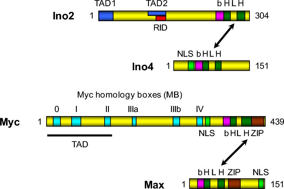 Transcriptional activation and coactivator binding by yeast Ino2 and human proto-oncoprotein c-Myc