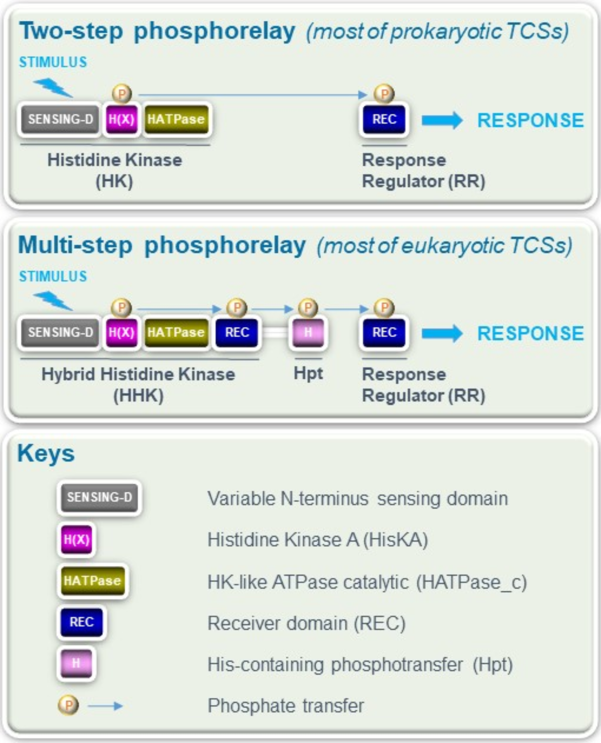 Structure and distribution of sensor histidine kinases in the fungal kingdom