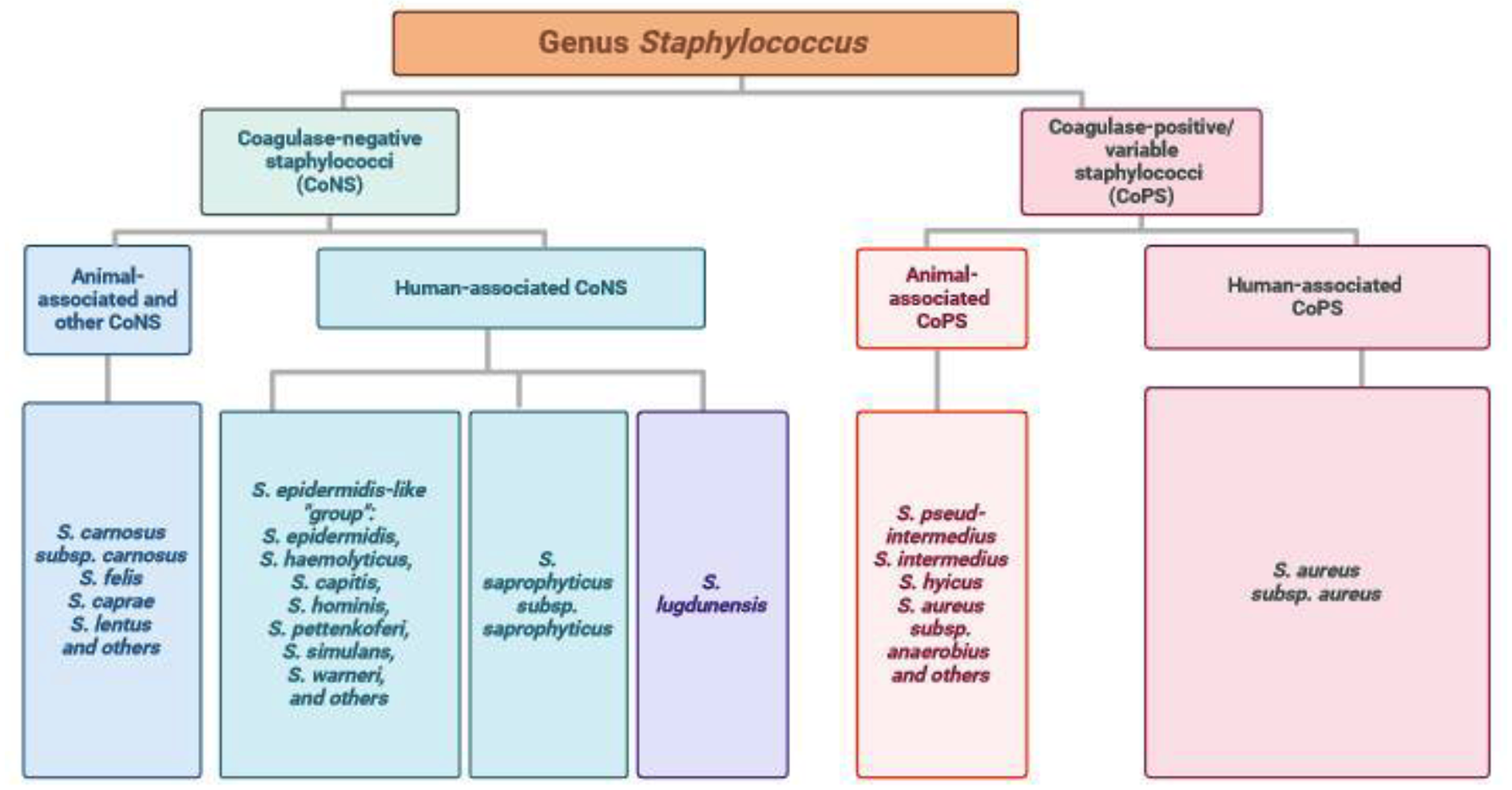 Comparative genome wise analysis of codon usage of Staphylococcus Genus