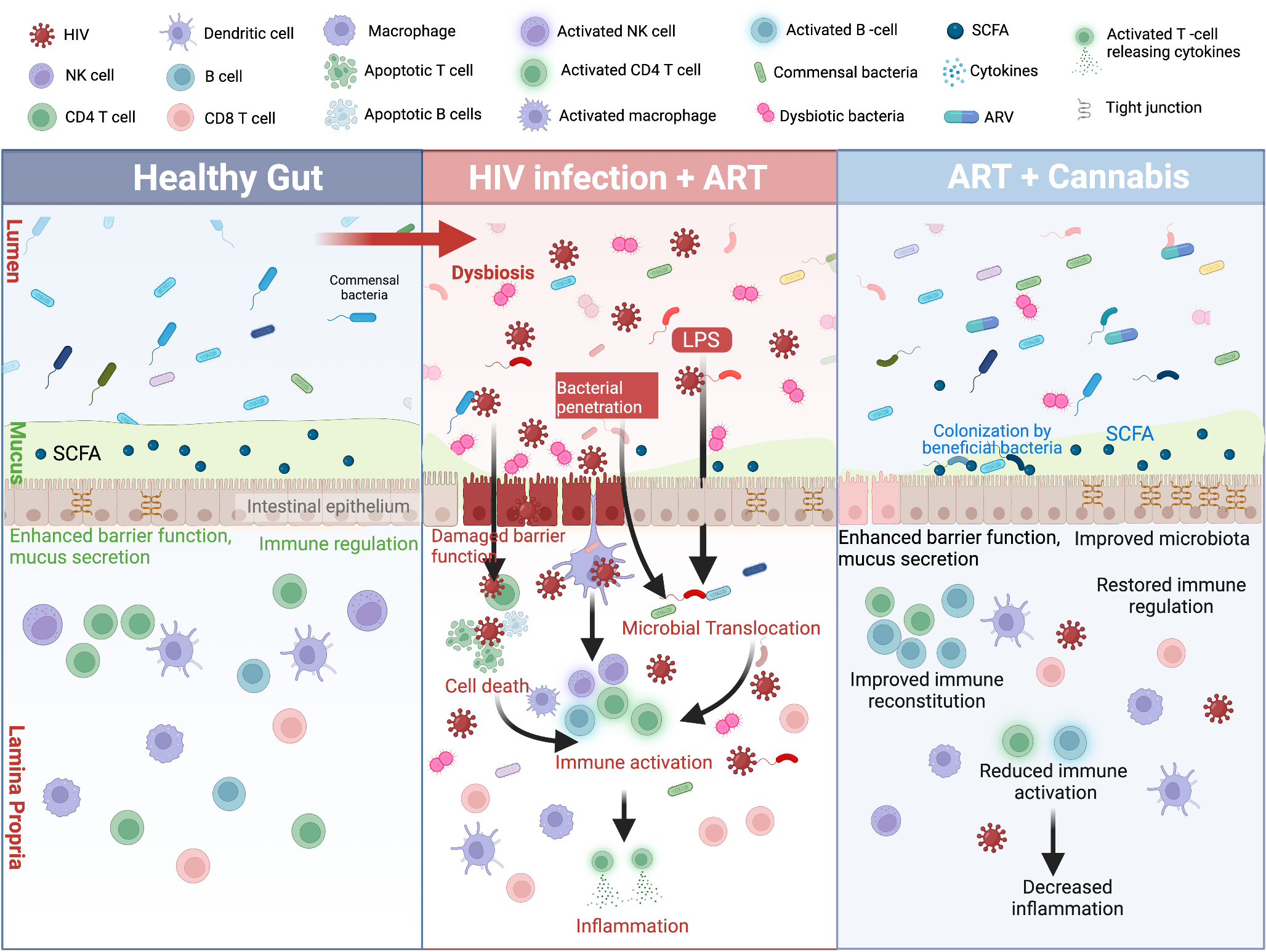Cannabis Use in HIV: Impact on Inflammation, Immunity and the Microbiome