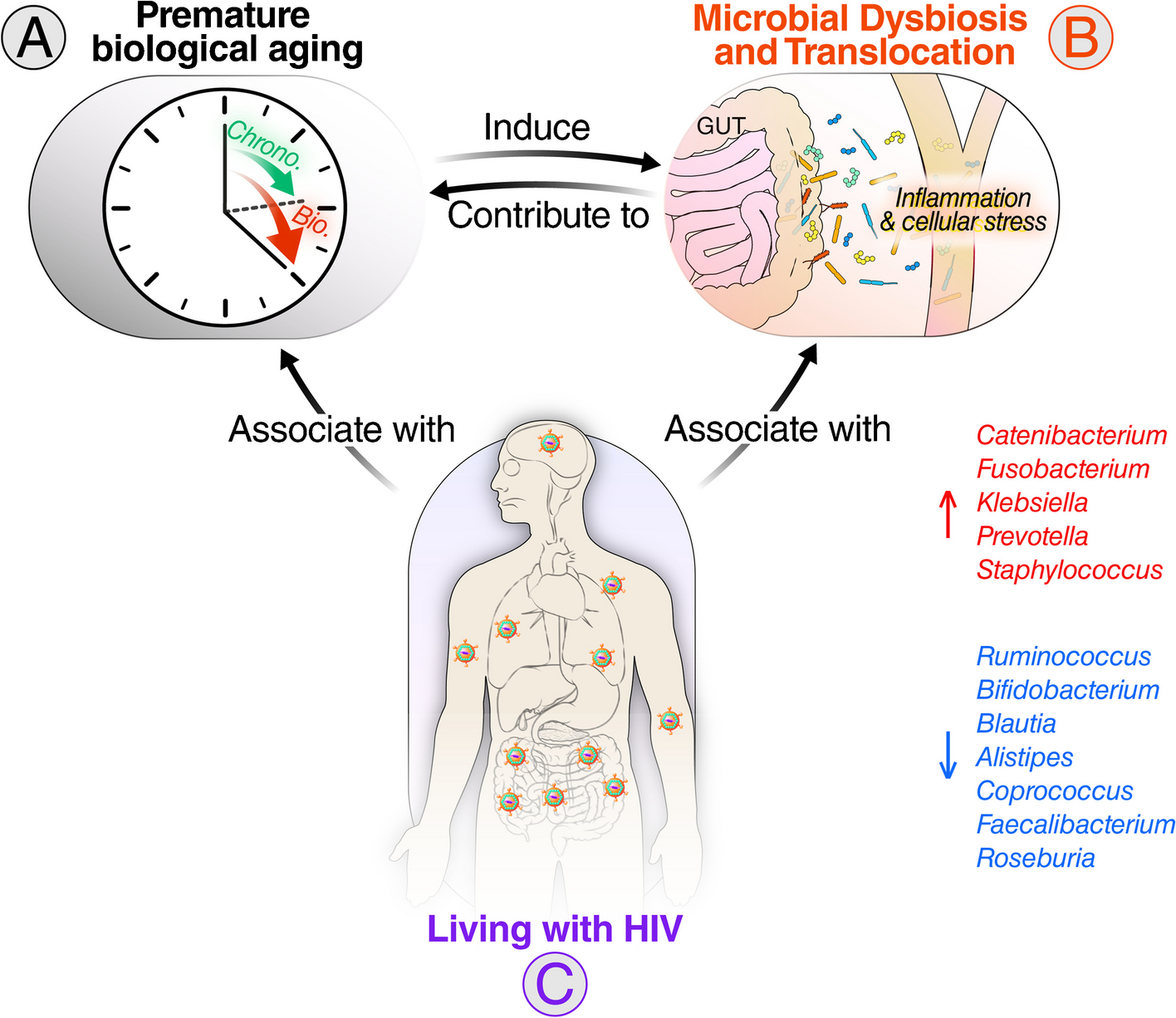 Intestinal Microbiota and Aging in People with HIV—What We Know and What We Don’t