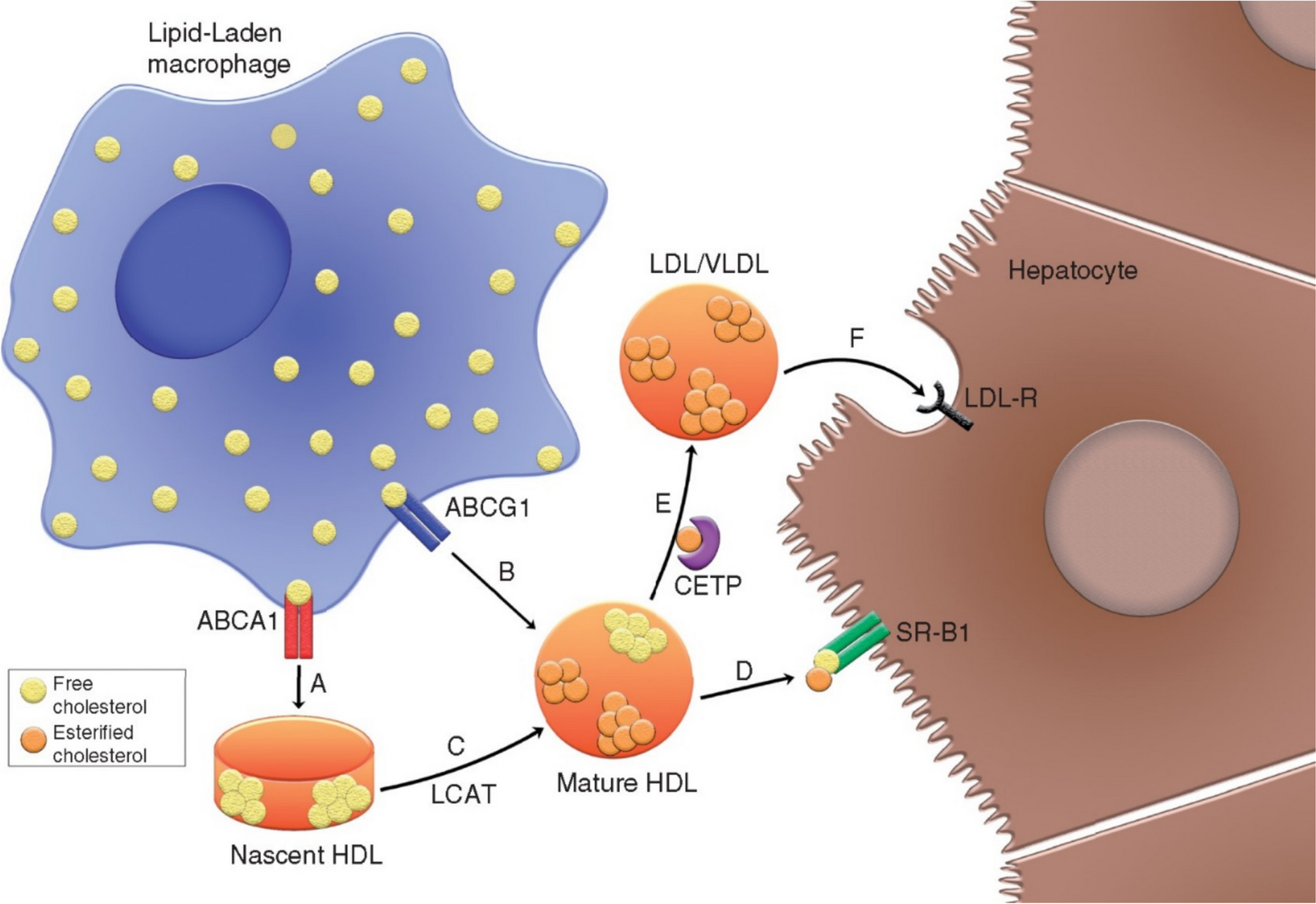 Quo Vadis after AEGIS: New Opportunities for Therapies Targeted at Reverse Cholesterol Transport?