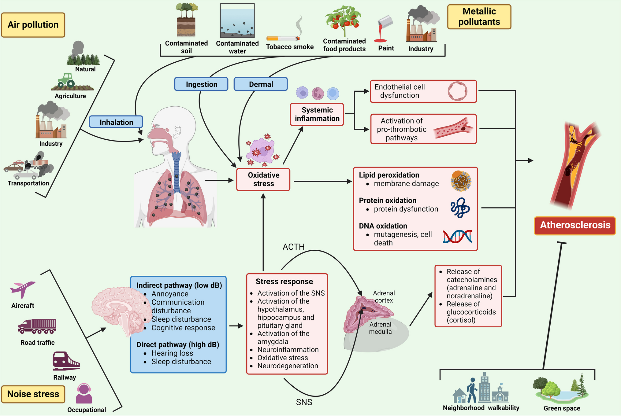 Exposomic Determinants of Atherosclerosis: Recent Evidence