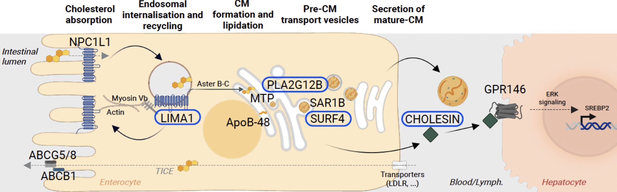 From Genetic Findings to new Intestinal Molecular Targets in Lipid Metabolism