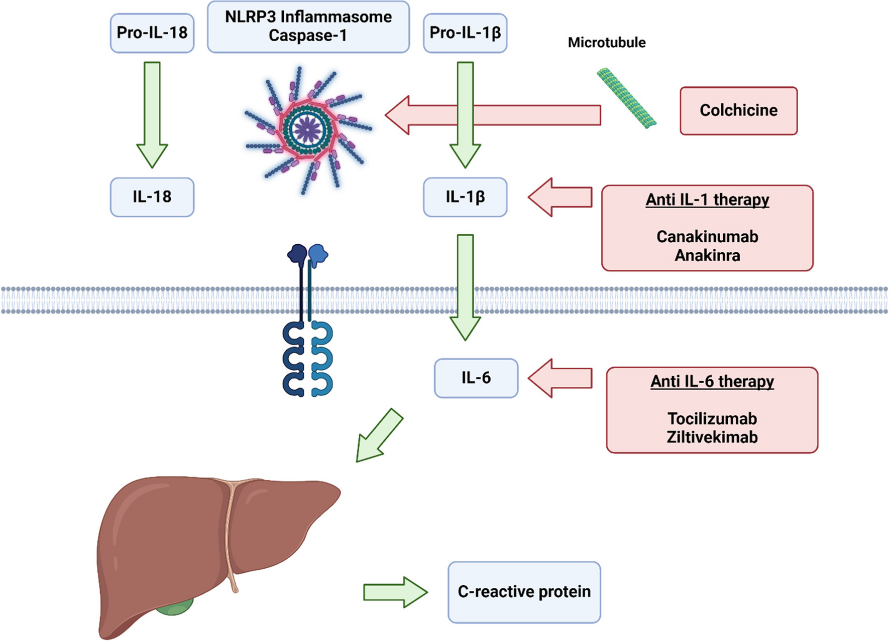 “Anti-inflammatory Therapies in Atherosclerosis – Where are we going?”