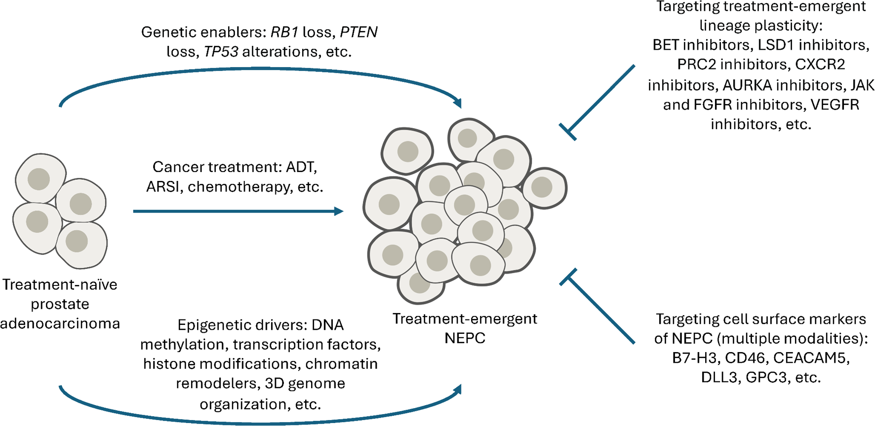 Emerging Therapeutic Targets of Neuroendocrine Prostate Cancer