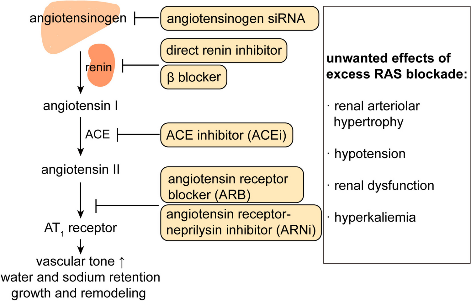 Small Interfering RNA Therapy for the Management and Prevention of Hypertension