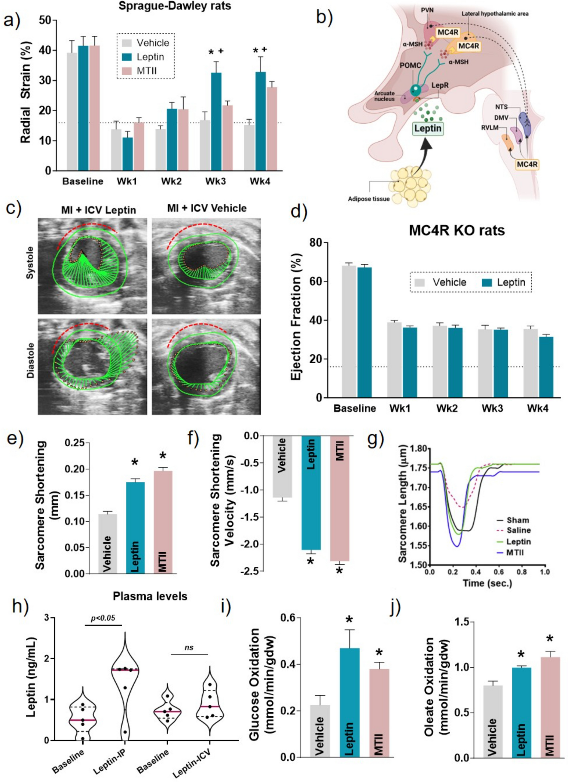 Targeting the Brain Leptin-Melanocortin Pathway to Treat Heart Failure