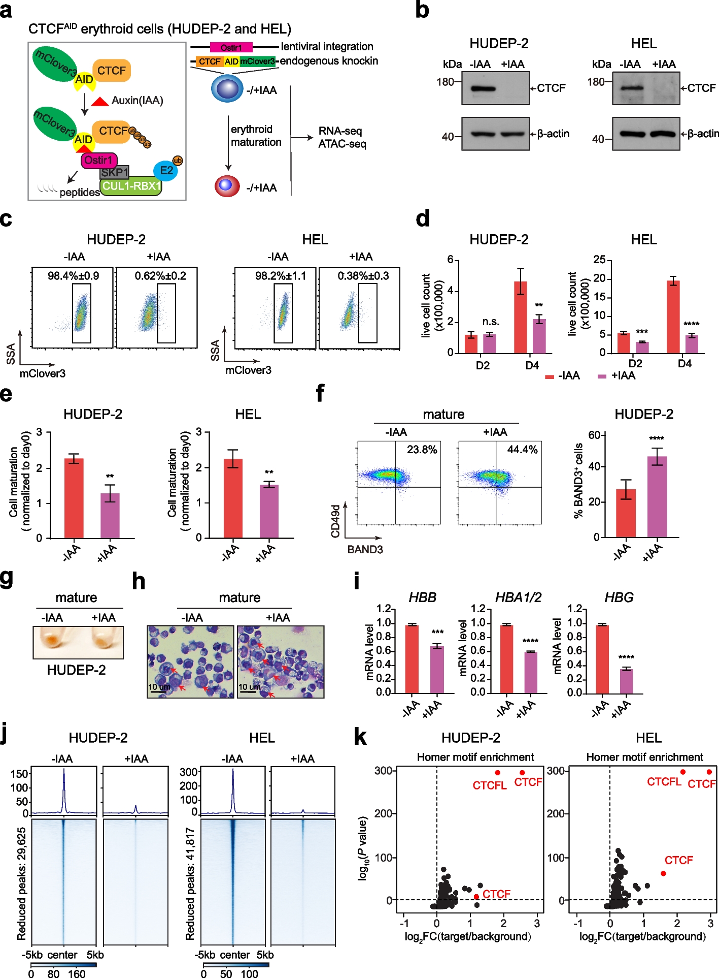 CTCF is selectively required for maintaining chromatin accessibility and gene expression in human erythropoiesis