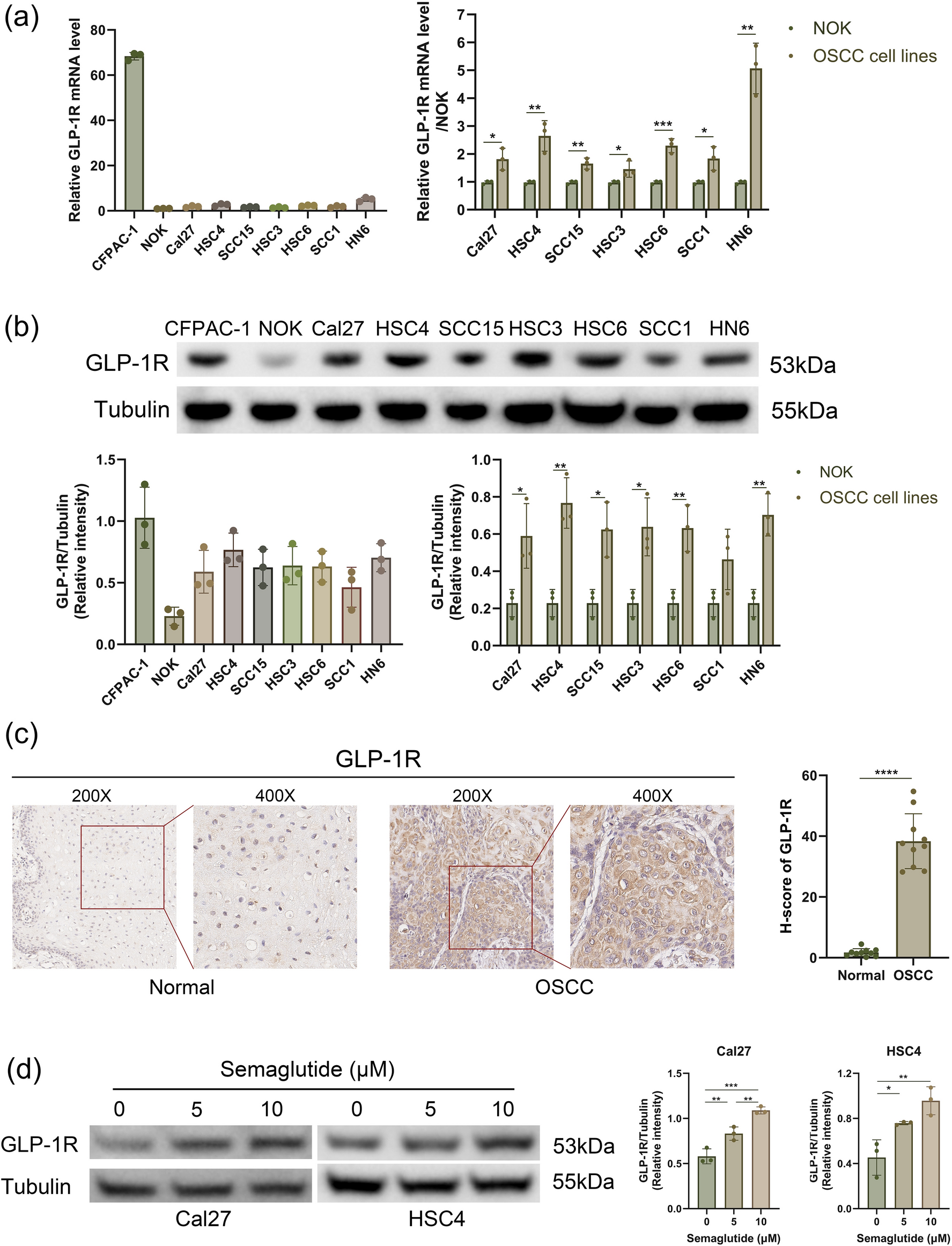 Semaglutide, a glucagon-like peptide-1 receptor agonist, inhibits oral squamous cell carcinoma growth through P38 MAPK signaling pathway