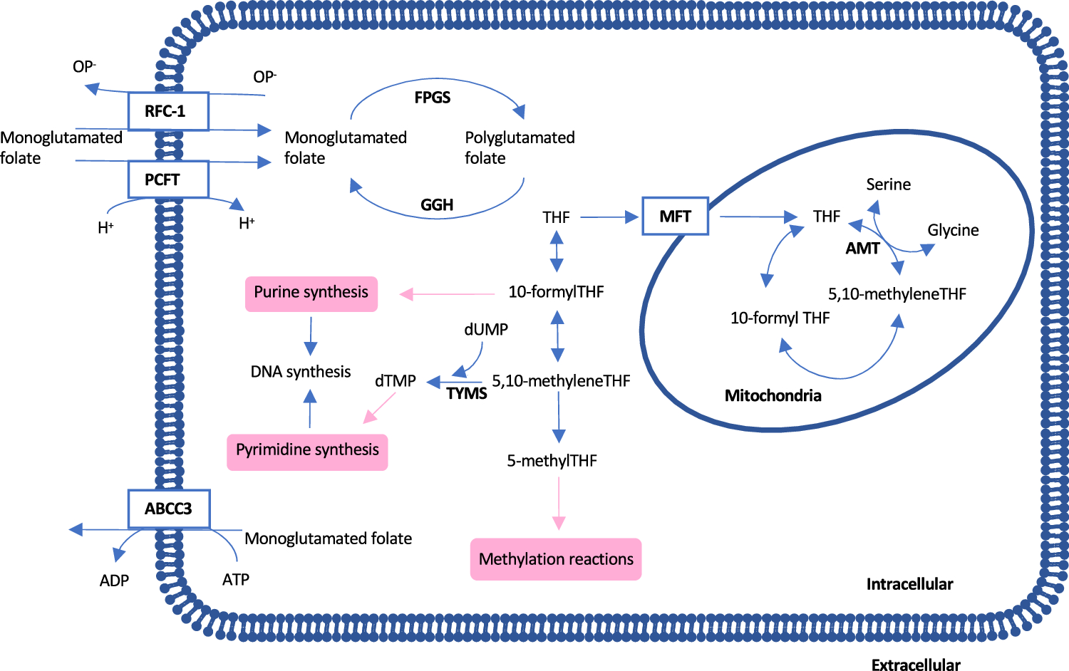 Prognostic value of folate-associated gene expression in stage II colon cancer