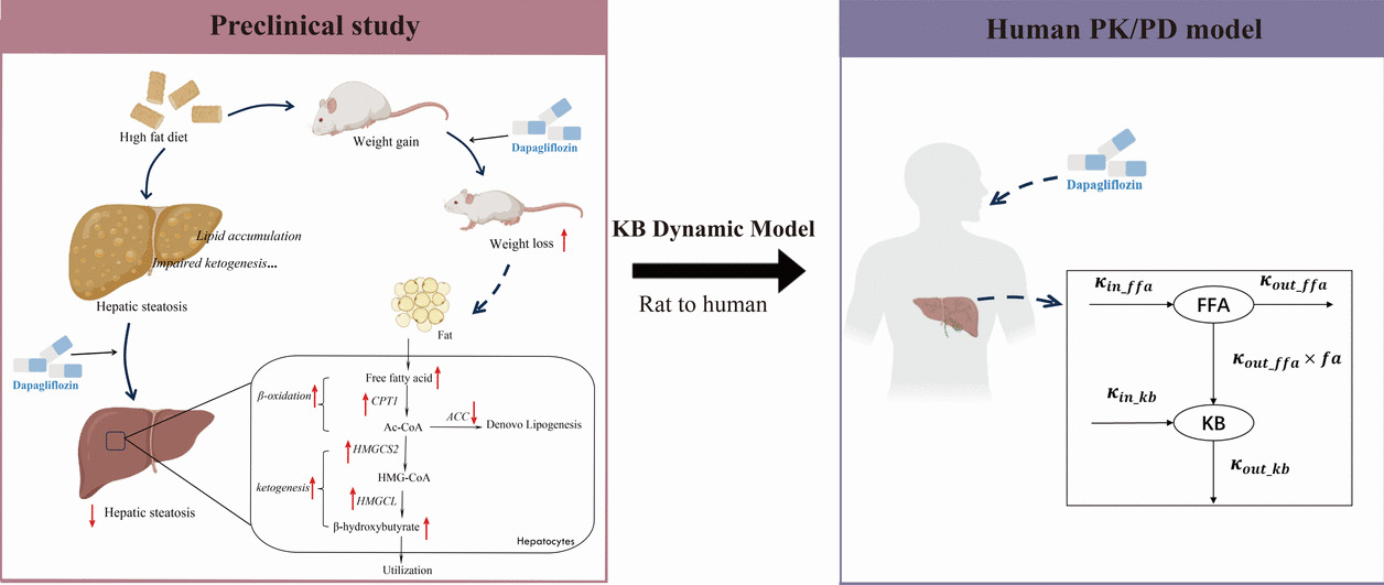 Impact of Dapagliflozin on Hepatic Lipid Metabolism and a Dynamic Model of Ketone Body Levels