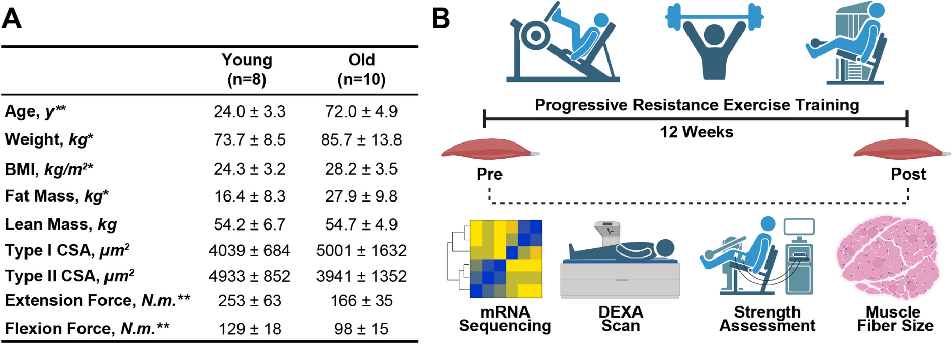 Resistance exercise training in older men reduces ATF4-activated and senescence-associated mRNAs in skeletal muscle