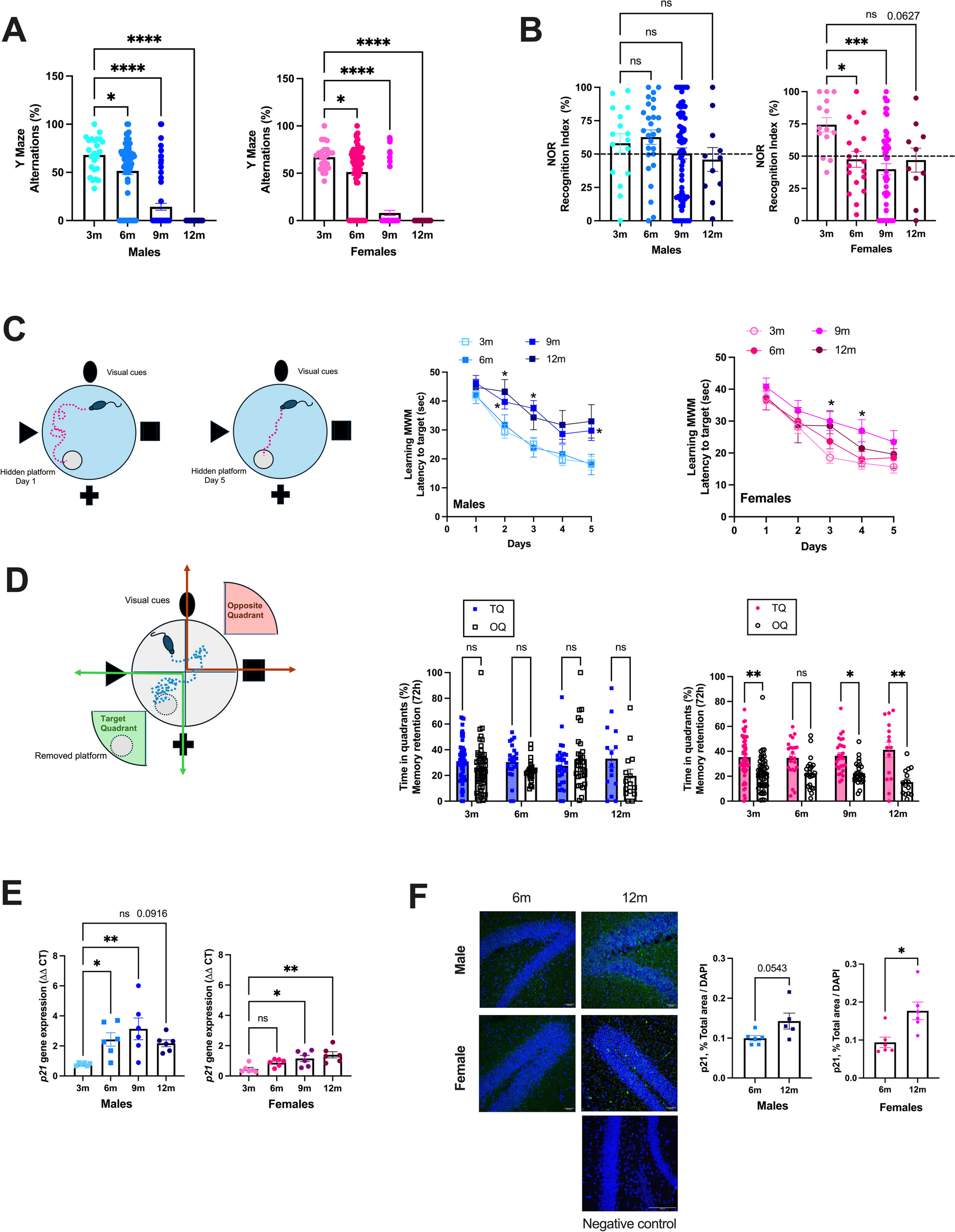 The senolytic ABT-263 improves cognitive functions in middle-aged male, but not female, atherosclerotic LDLr;hApoB mice