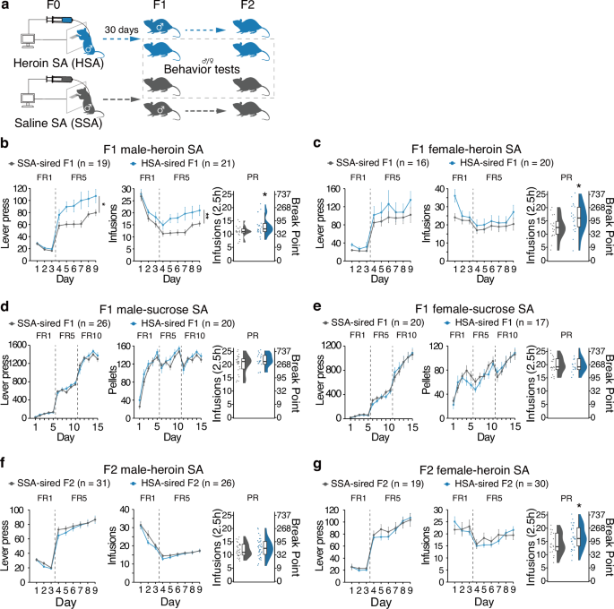 Paternal heroin self-administration in rats increases drug-seeking behavior in male offspring via miR-19b downregulation in the nucleus accumbens