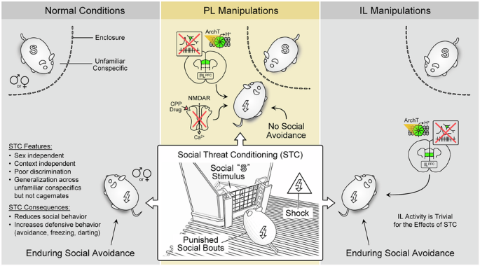 The prelimbic prefrontal cortex mediates the development of lasting social avoidance as a consequence of social threat conditioning