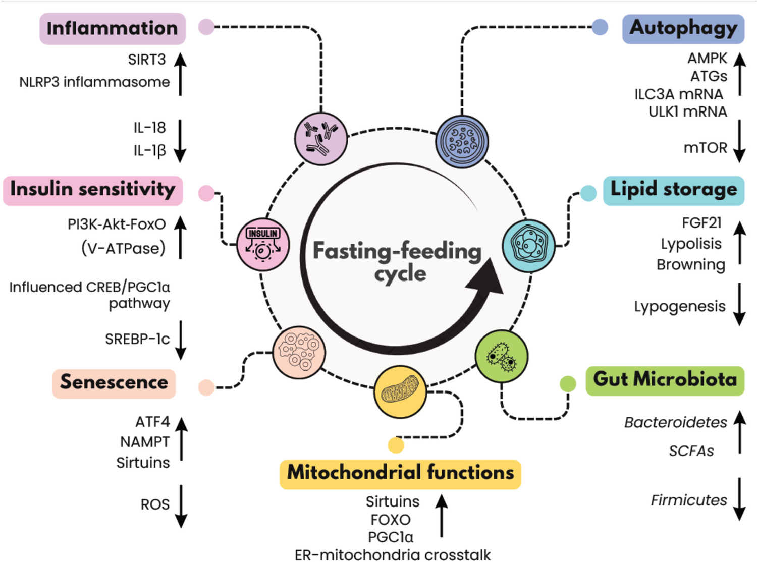 Time Restricted Eating: A Valuable Alternative to Calorie Restriction for Addressing Obesity?