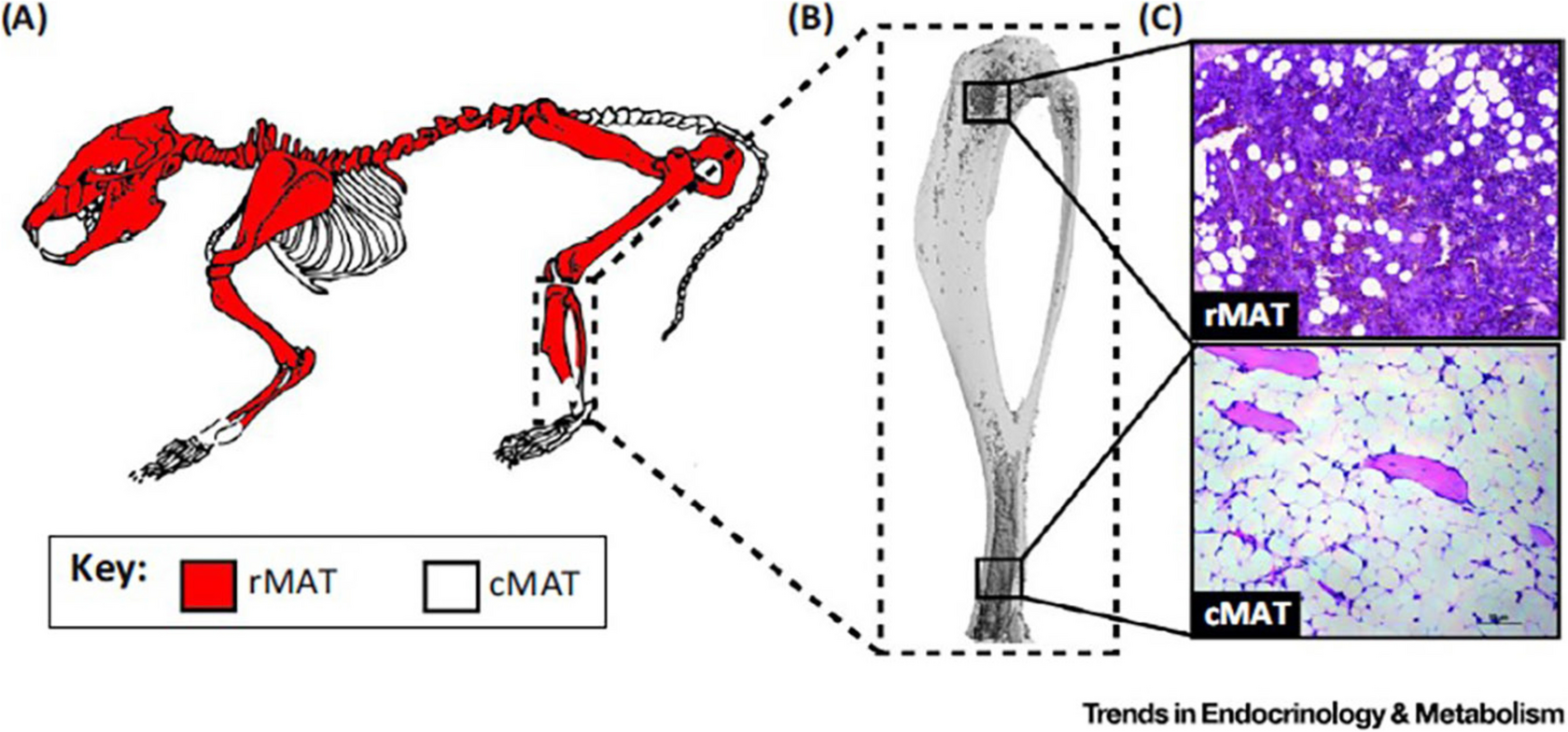 Bone Marrow Adipocytes as Novel Regulators of Metabolic Homeostasis: Clinical Consequences of Bone Marrow Adiposity