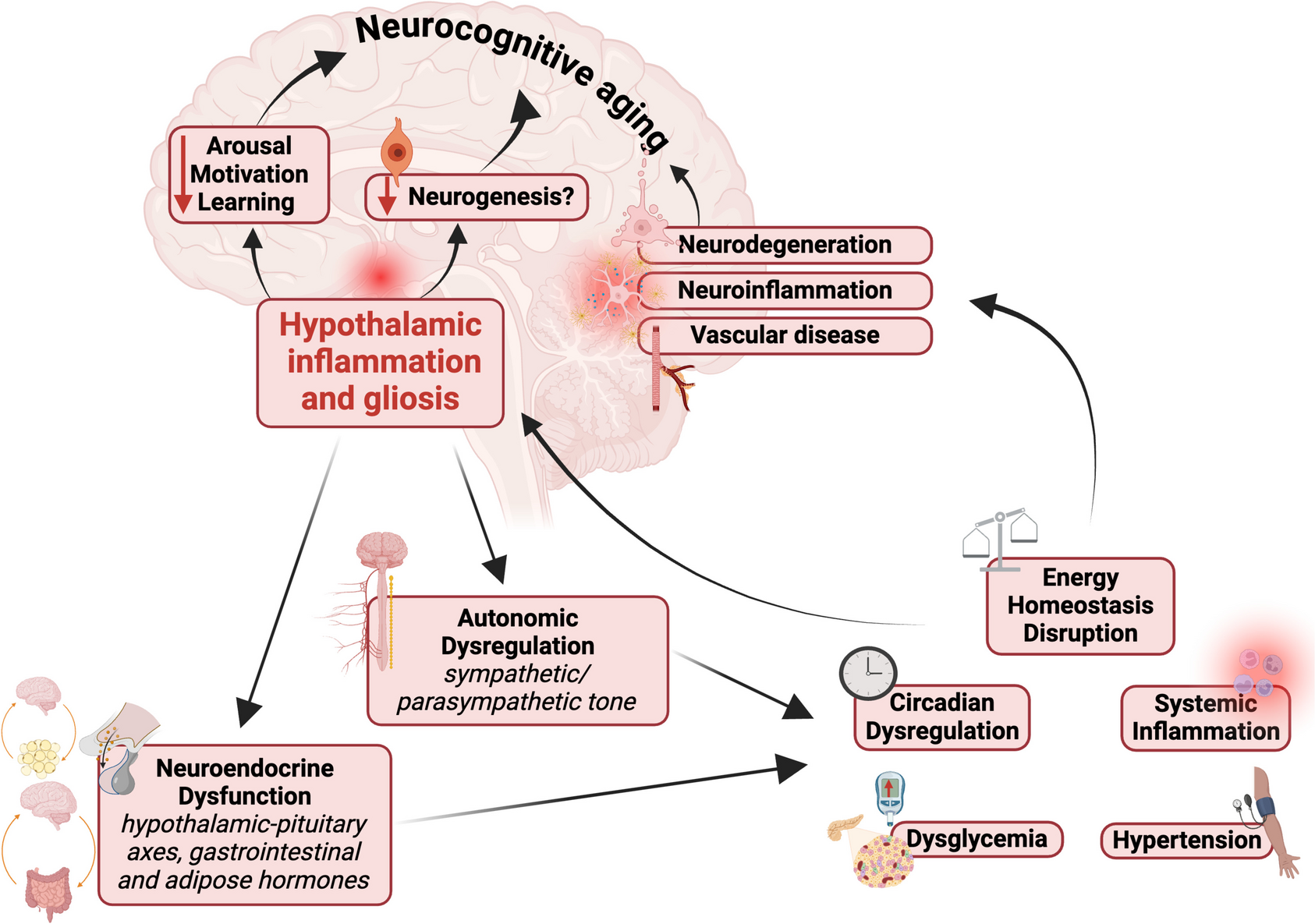 Update on Hypothalamic Inflammation and Gliosis: Expanding Evidence of Relevance Beyond Obesity