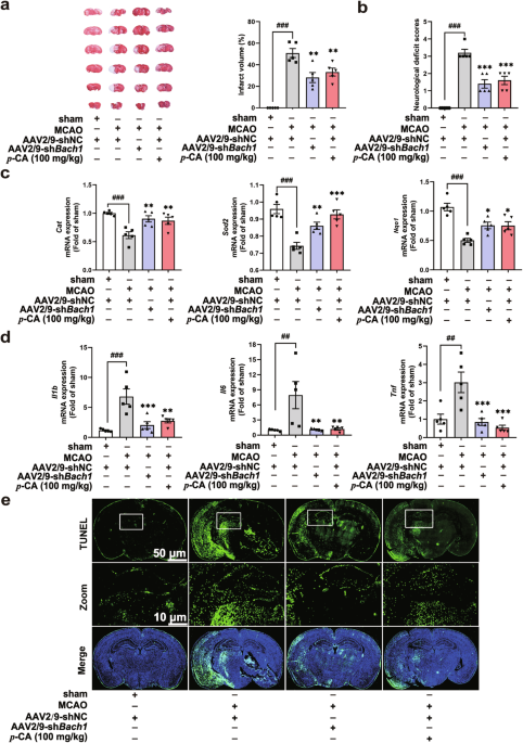 p-Coumaric acid alleviates neuronal damage in ischemic stroke mice by promoting BACH1 nuclear export and degradation
