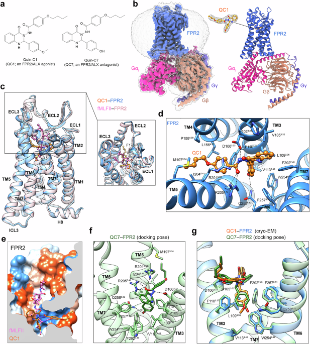 Oral FPR2/ALX modulators tune myeloid cell activity to ameliorate mucosal inflammation in inflammatory bowel disease