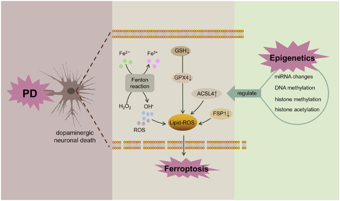 Epigenetic regulation of iron metabolism and ferroptosis in Parkinson’s disease: Identifying novel epigenetic targets