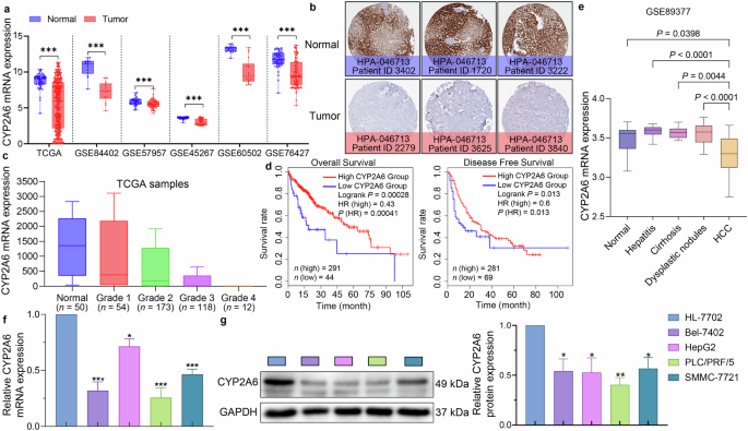 CYP2A6 suppresses hepatocellular carcinoma via inhibiting SRC/Wnt/β-Catenin pathway