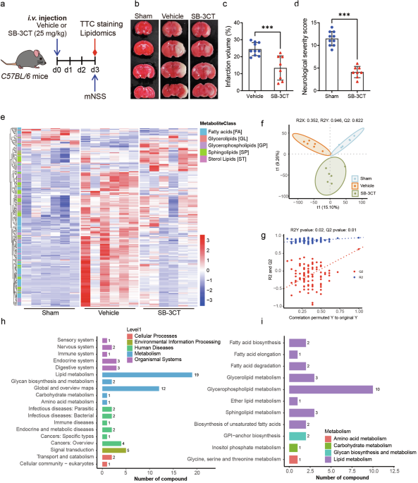 MMP-9 inhibitor SB-3CT improves neurological outcomes in ischemic stroke mice by modulation of astrocytic lipid metabolism