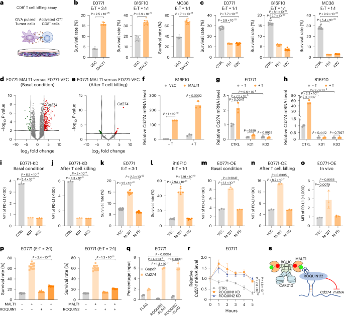 Targeting both death and paracaspase domains of MALT1 with antisense oligonucleotides overcomes resistance to immune-checkpoint inhibitors