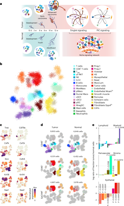 Neutrophils physically interact with tumor cells to form a signaling niche promoting breast cancer aggressiveness
