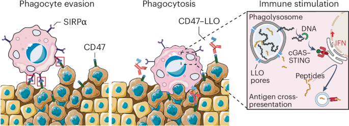 An antibody–toxin conjugate enhances innate immune cell responses in tumors