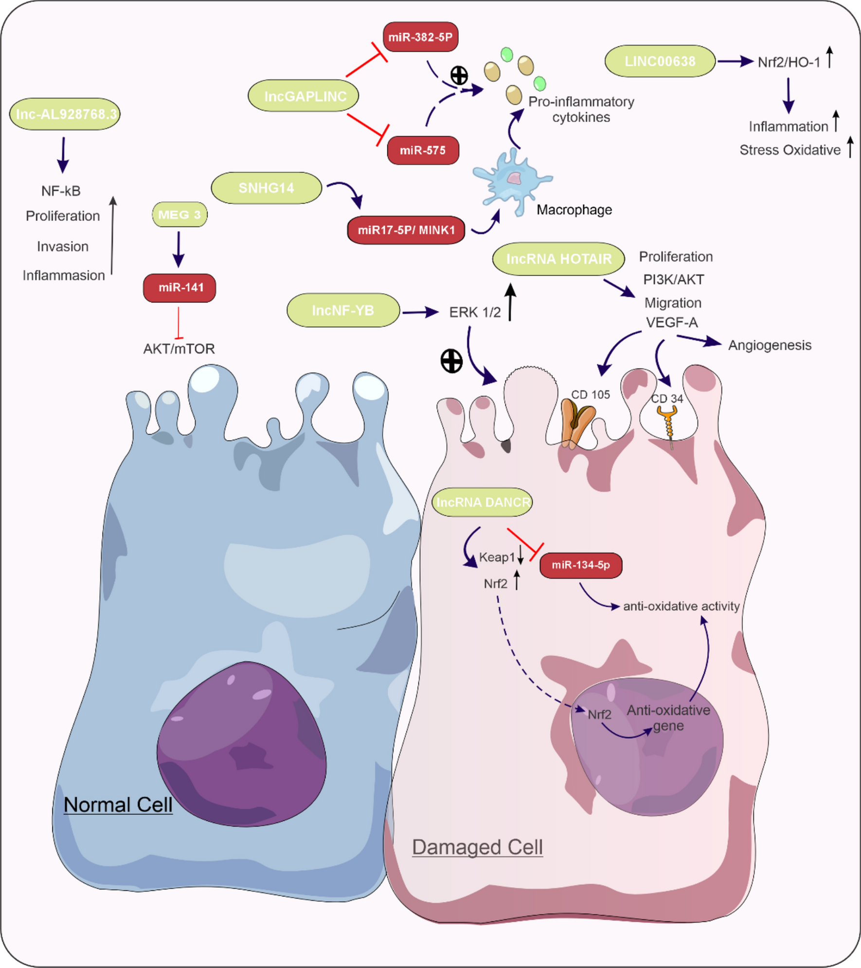 The double-edged sword of lncRNAs in rheumatoid arthritis: from controlling the disease to its progress