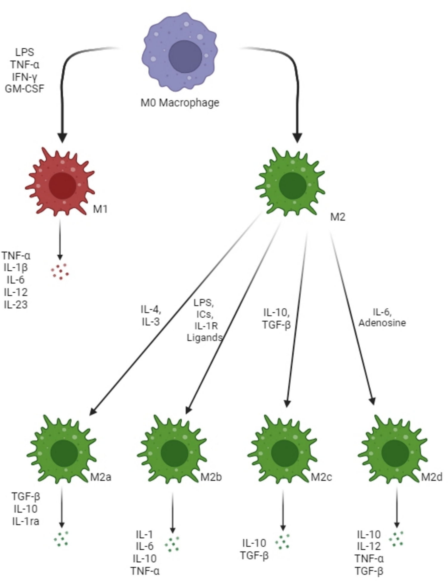Macrophages in graft-versus-host disease (GVHD): dual roles as therapeutic tools and targets