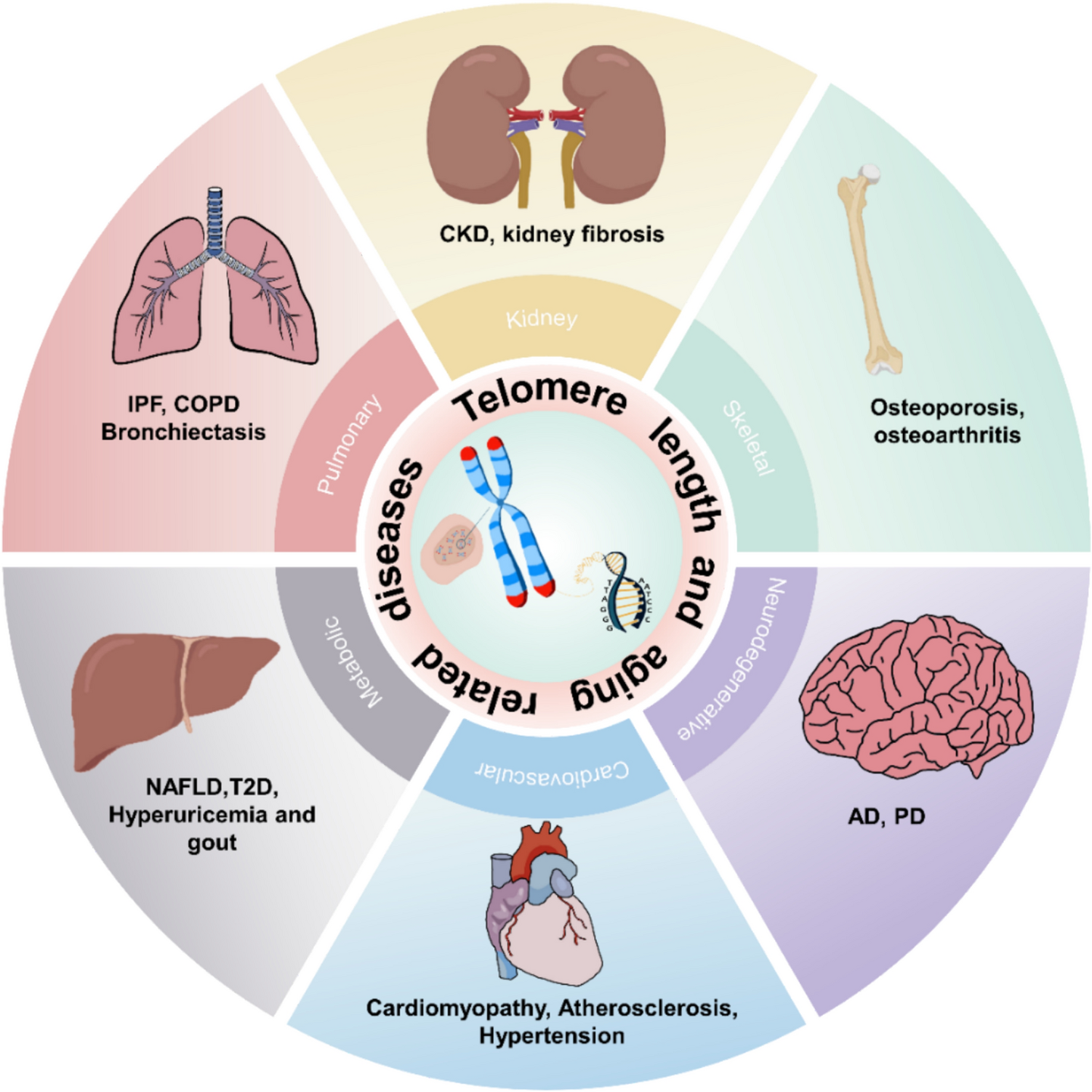 The relationship between telomere length and aging-related diseases