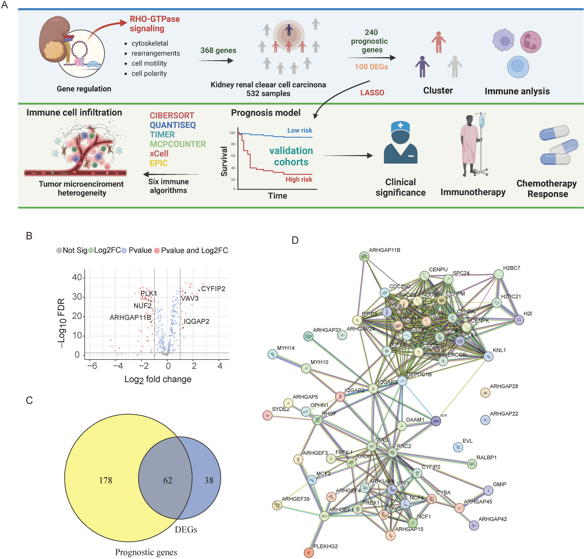 Activation of RHO-GTPase gene pattern correlates with adverse clinical outcome and immune microenvironment in clear cell renal cell carcinoma