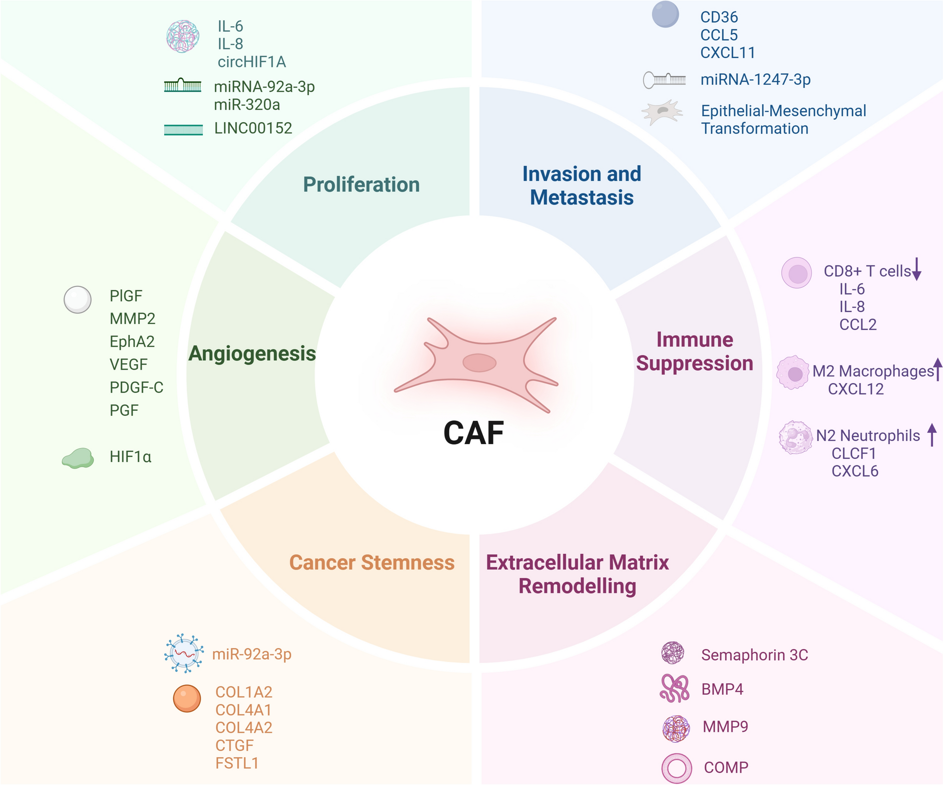Cancer-associated fibroblasts in hepatocellular carcinoma: heterogeneity, mechanisms and therapeutic targets