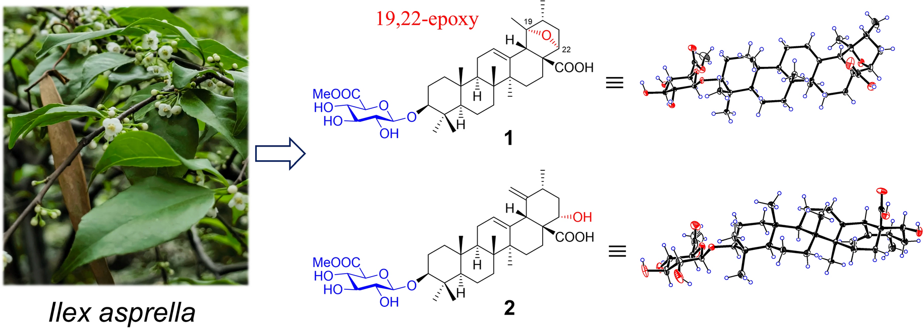 Asprecosides A–J, ten new pentacyclic triterpenoid glycosides with cytotoxic activity from the roots of