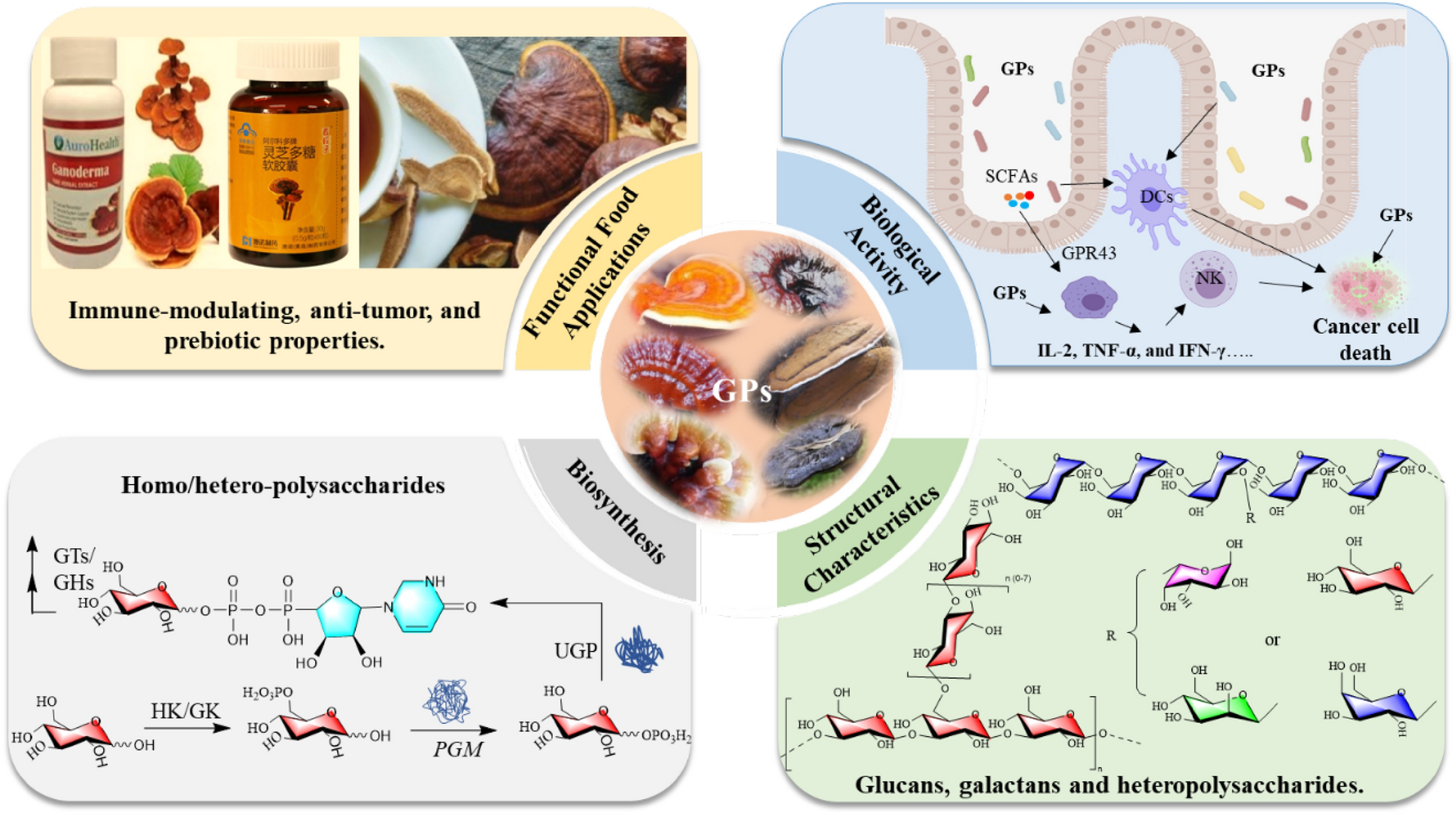 Structure–function insights of natural  polysaccharides: advances in biosynthesis and functional food applications