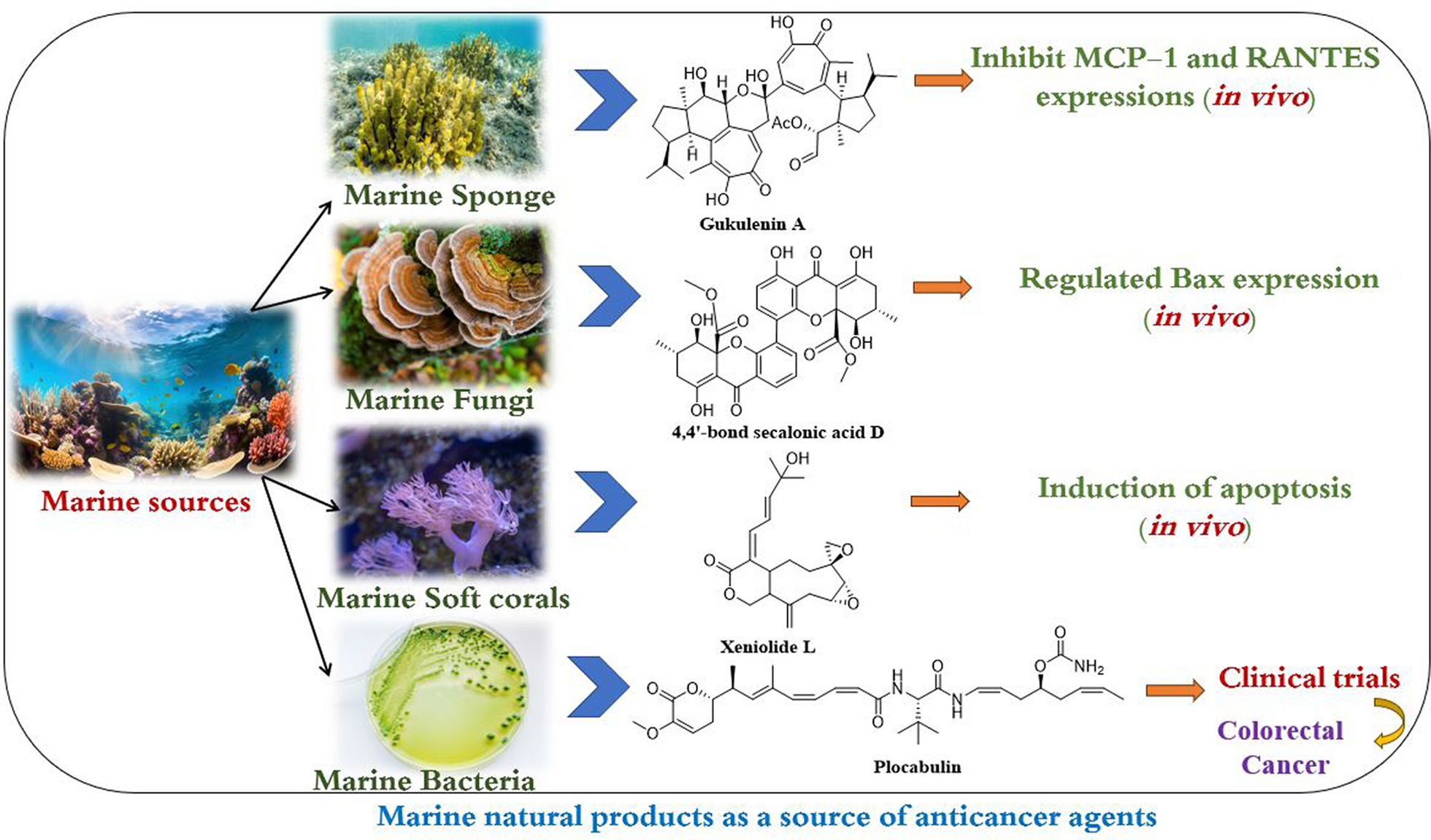 Marine natural products as a source of novel anticancer drugs: an updated review (2019–2023)