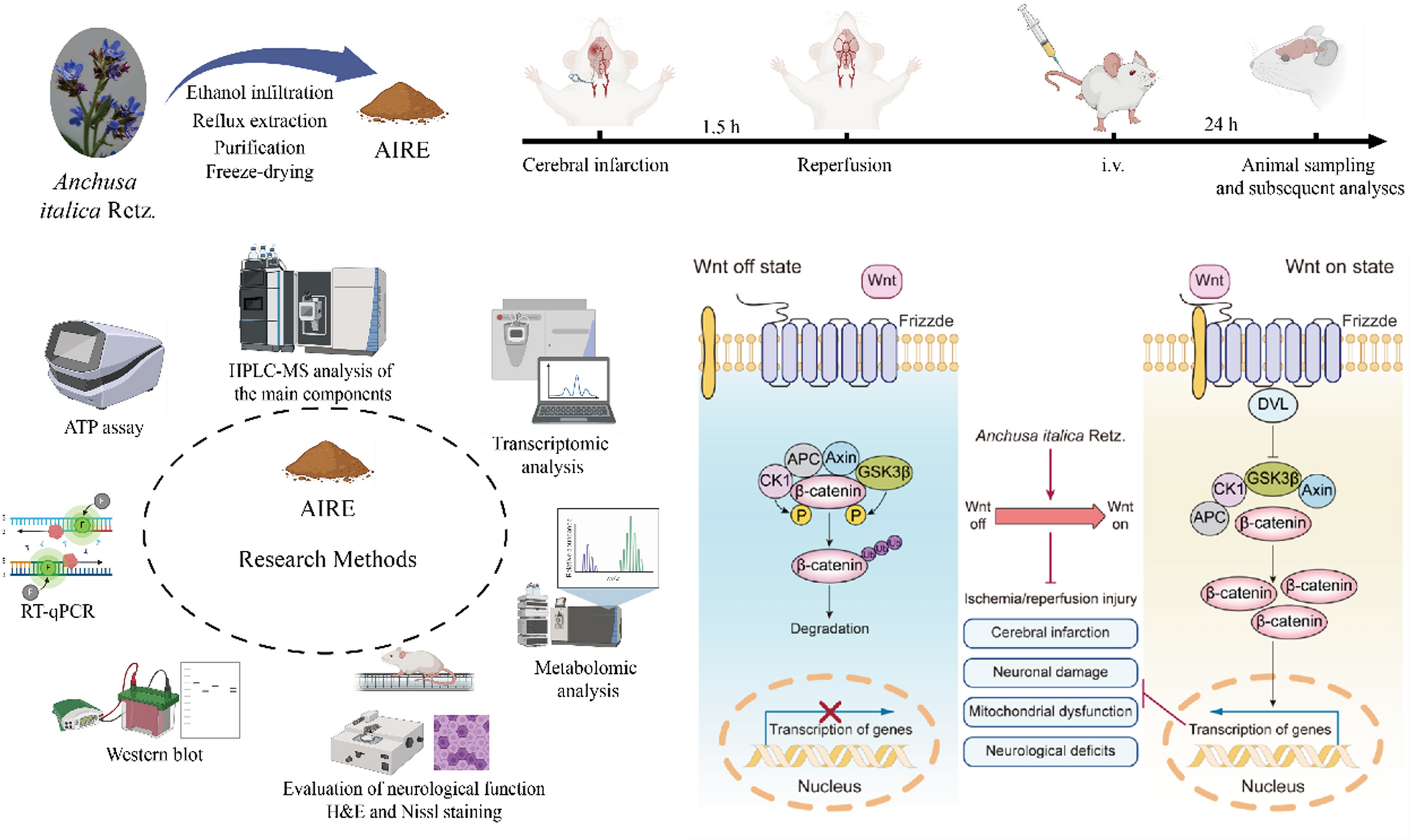 Metabolomic and transcriptomic analyses revealed potential mechanisms of  Retz. in alleviating cerebral ischemia–reperfusion injury via Wnt/β-catenin pathway modulation