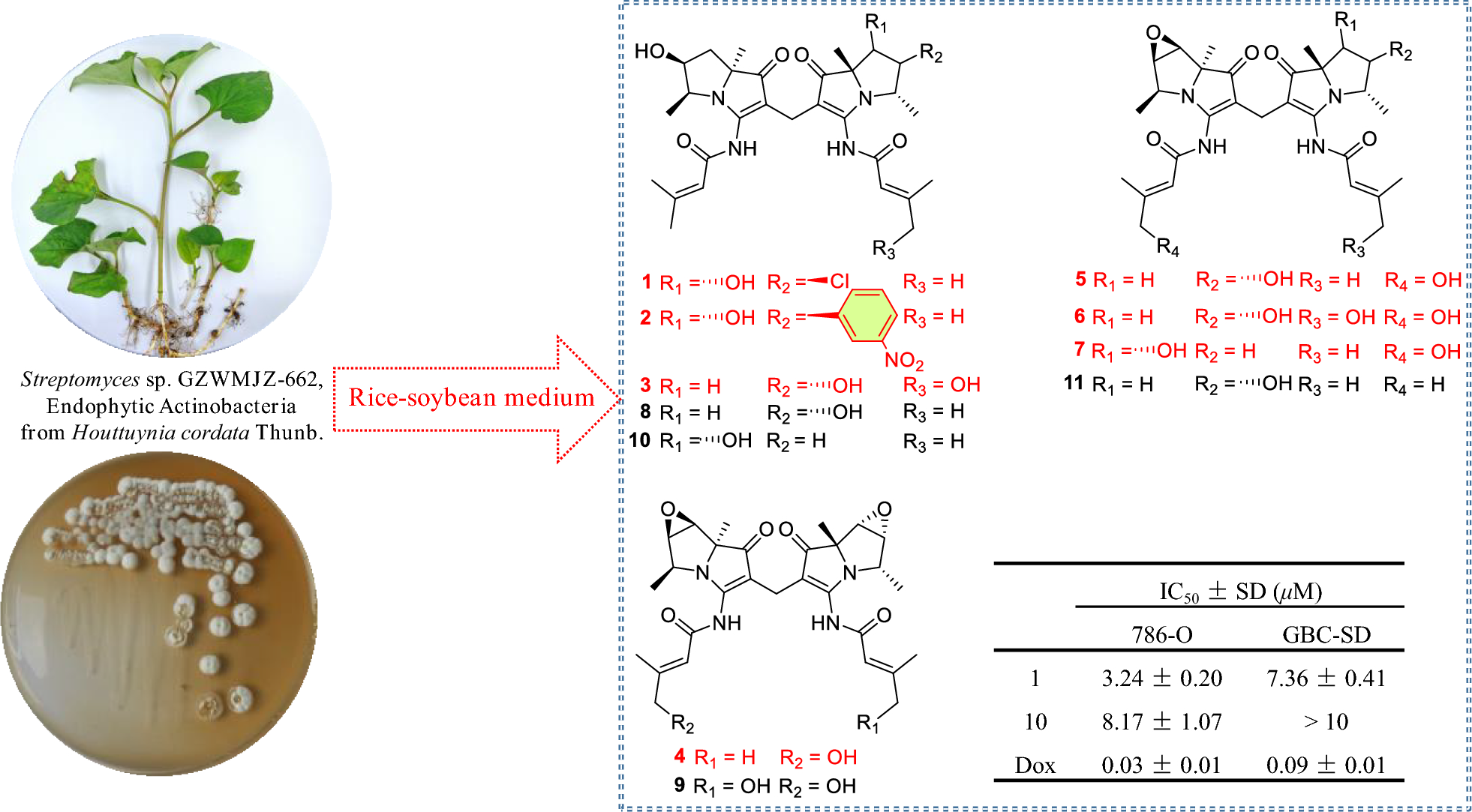 Dibohemamines I–O from  sp. GZWMJZ-662, an endophytic actinomycete from the medicinal and edible plant  Thunb.