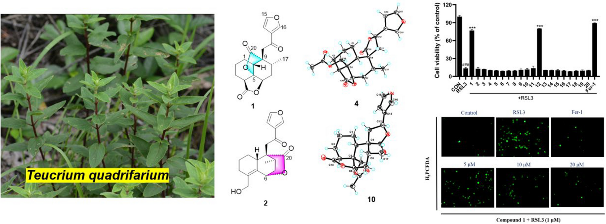 Novel -clerodane diterpenoids from  and their anti-ferroptosis effect