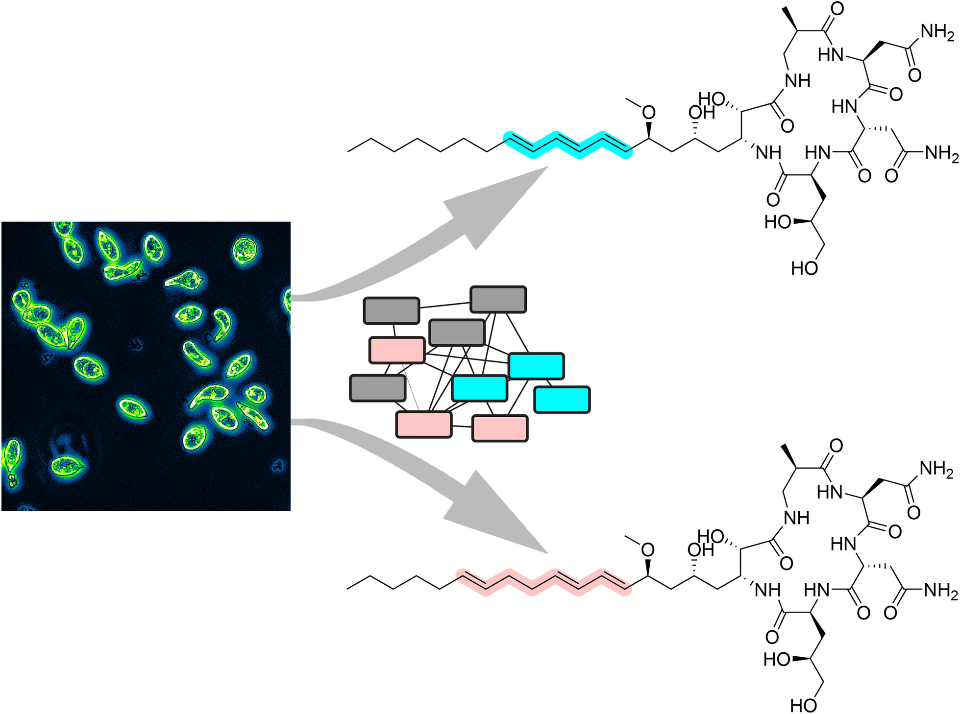 Discovery of a parallel family of euglenatide analogs in