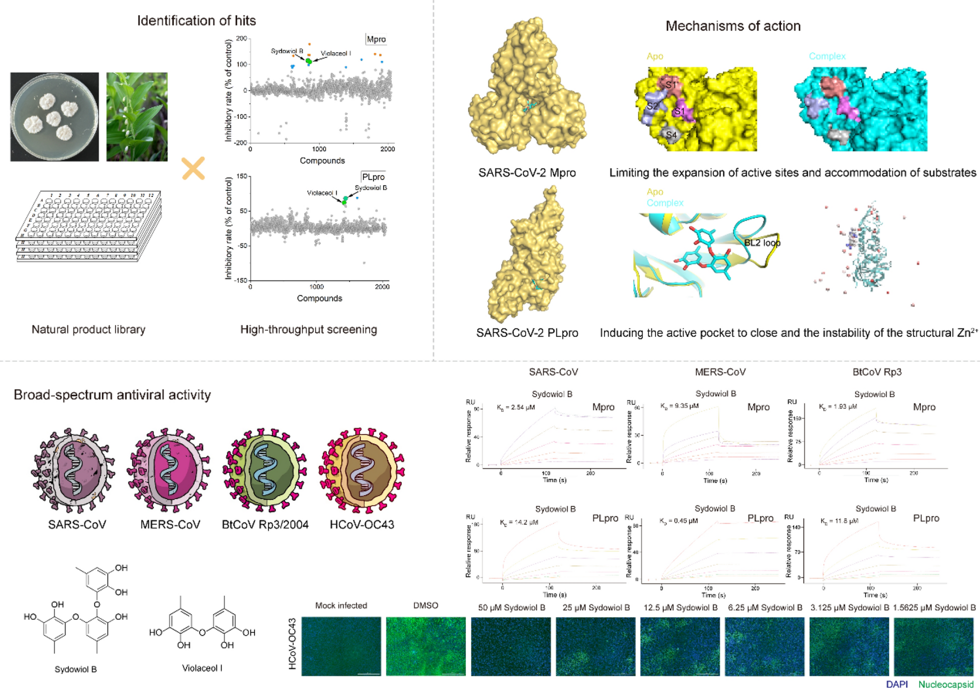 Unveiling the mechanism of action of a novel natural dual inhibitor of SARS-CoV-2 Mpro and PLpro with molecular dynamics simulations