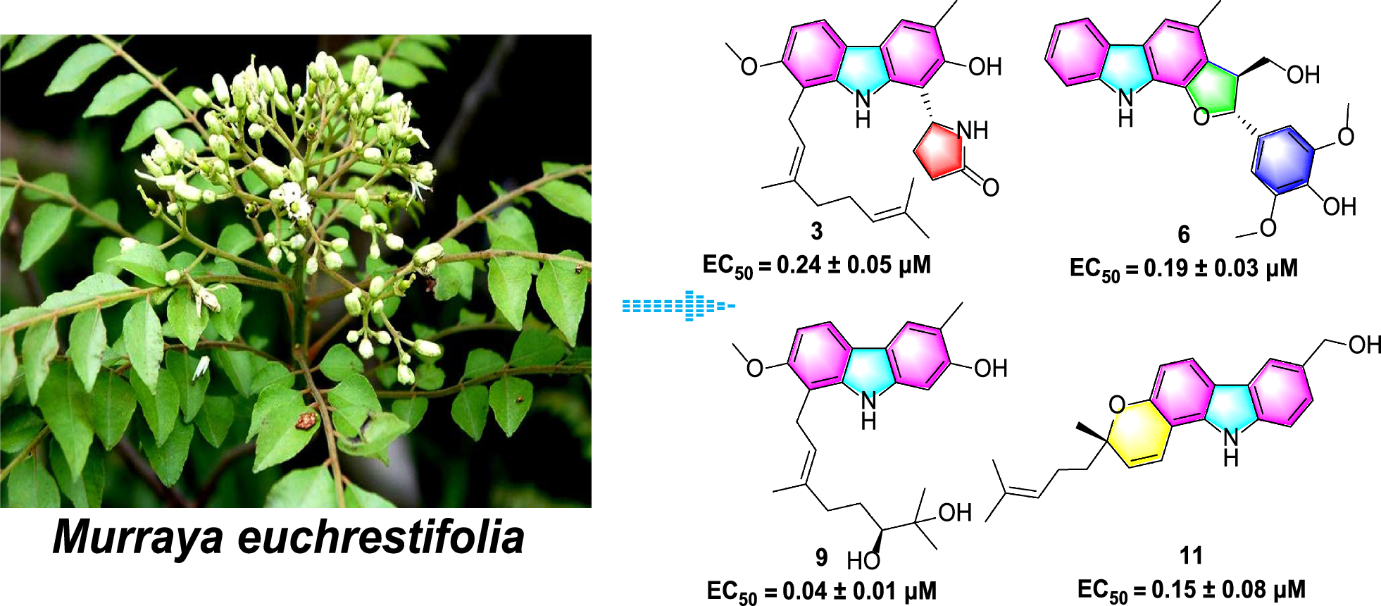 Euchrestifolines A–O, fifteen novel carbazole alkaloids with potent anti-ferroptotic activity from
